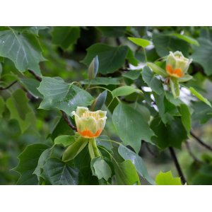 Ľaliovník tulipánokvetý (Liriodendron tulipifera) ´TULIPANOVEC´ - výška 80-100 cm, kont. C5L